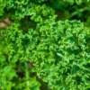 Frost Tolerant Vegetables Curly Kale