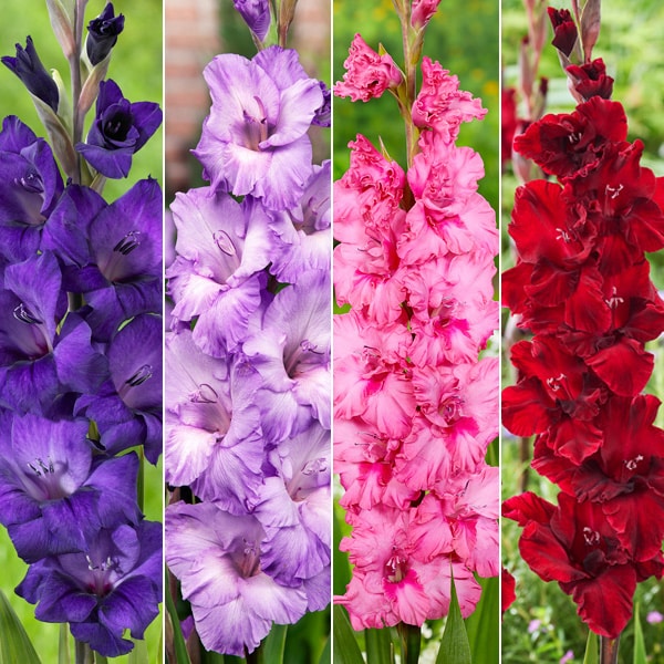 Gladioli Winter Collection 3
