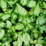 Syngonium Pixie P10synpix - Garden Express Australia
