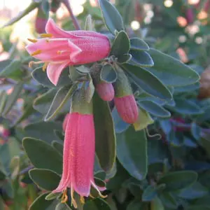 Correa Pink Mist Correa Pink Mist