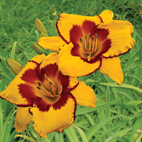 Daylily High Impact Daylily High Impact