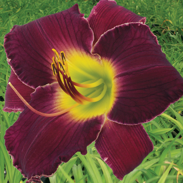 Daylily Shaka Zulu Daylily Shaka Zulu