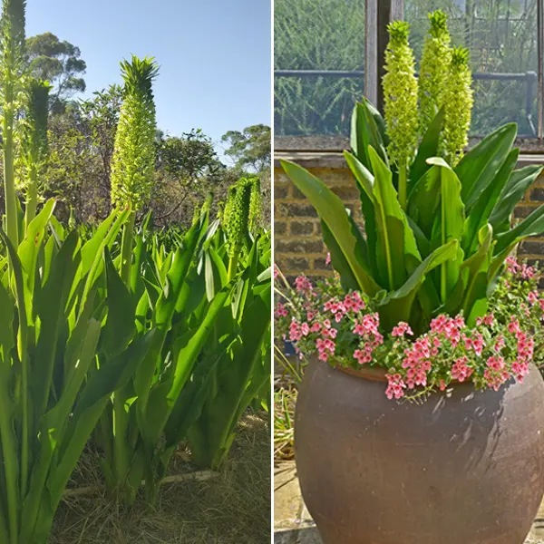 Eucomis Giant Pineapple Lily Eucomis Giant Pineapple Lily