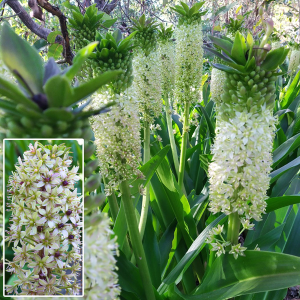 Eucomis Pole-evansii White Eucomis Pole-evansii White