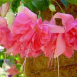 Fuchsia Marcus Graham Pplfucmgr - Garden Express Australia