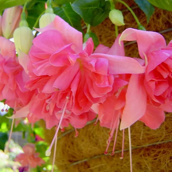 Fuchsia Marcus Graham Fuchsia Marcus Graham