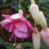 Fuchsia Pink Sky