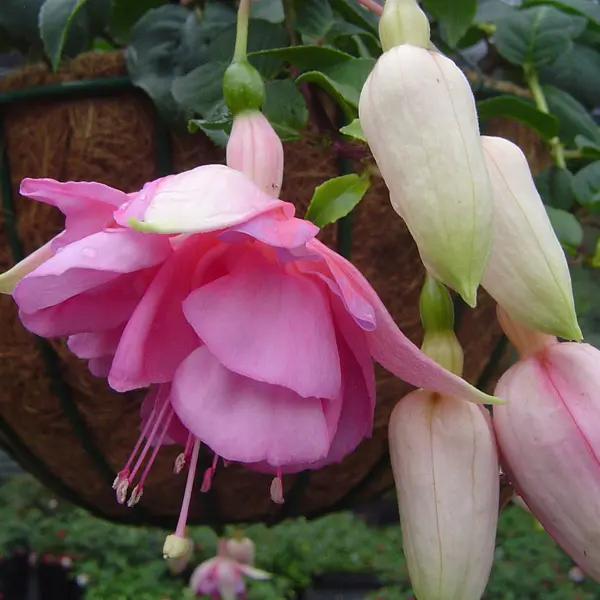 Fuchsia Pink Sky Fuchsia Pink Sky