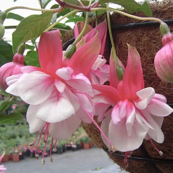 Fuchsia Weald View Bossa Nova Fuchsia Weald View Bossa Nova