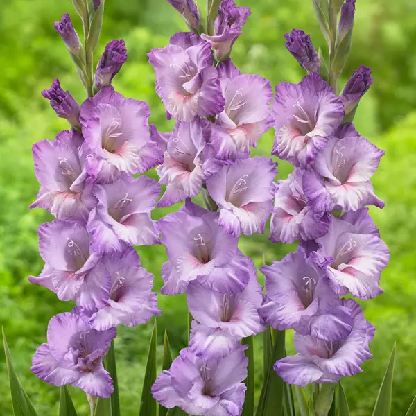 Gladioli Flevo Nautica Gladioli Flevo Nautica