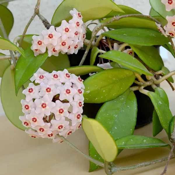 Hoya Carnosa Pink Hoya Carnosa Pink