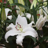 Lilium Santander Pklilsan - Garden Express Australia