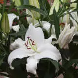 Lilium Santander Pklilsan - Garden Express Australia