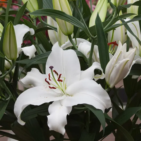 Lilium Santander Lilium Santander
