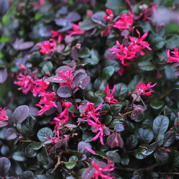 Loropetalum Plum Delight