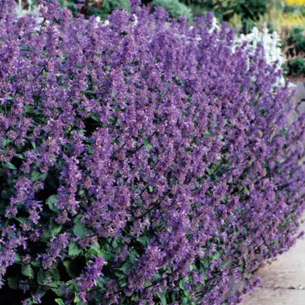 Seed – Catmint Purple Seed – Catmint Purple