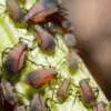 Aphids on Roses Aphids On Roses