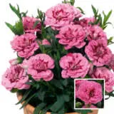Carnation Oscar Pink & Purple