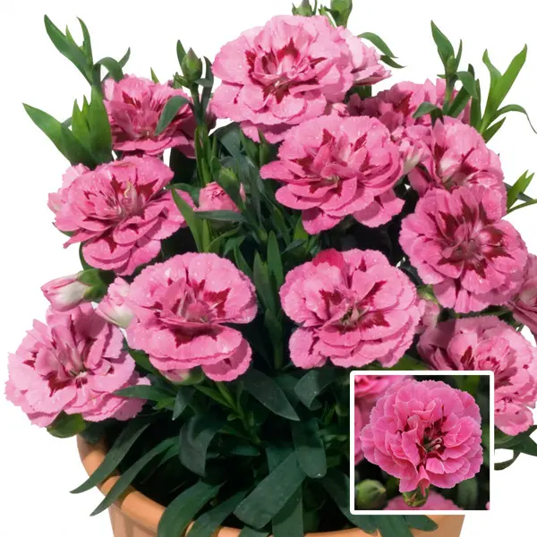 Carnation Oscar Pink & Purple
