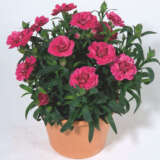 Carnationoscar Cherryvelve - Garden Express Australia