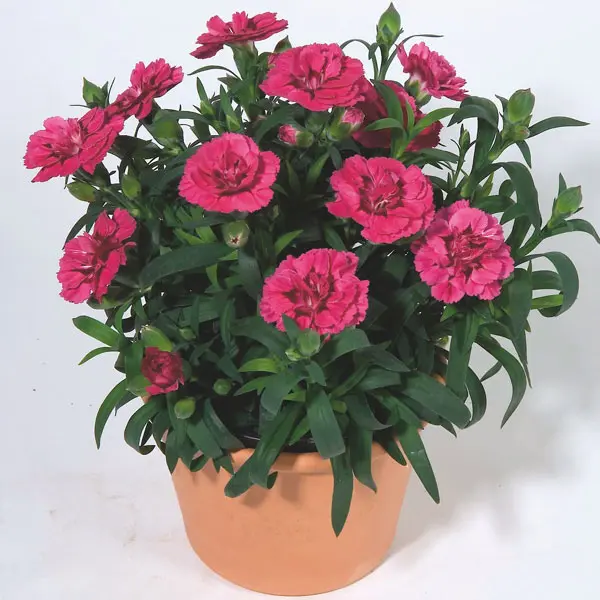 Carnation Oscar Cherry & Velvet Carnation Oscar Cherry & Velvet