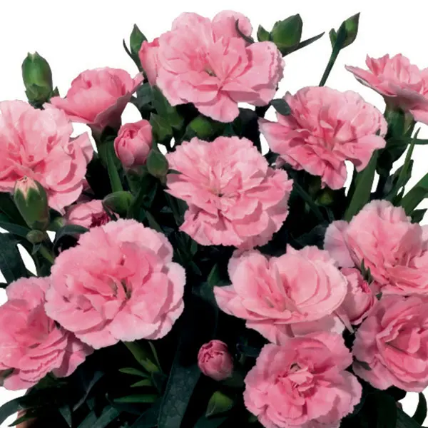 Carnation Oscar Pink Carnation Oscar Pink