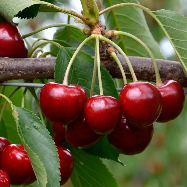 Trixzie Royal Crimson (Pbr) Cherry Mini Fruit Tree
