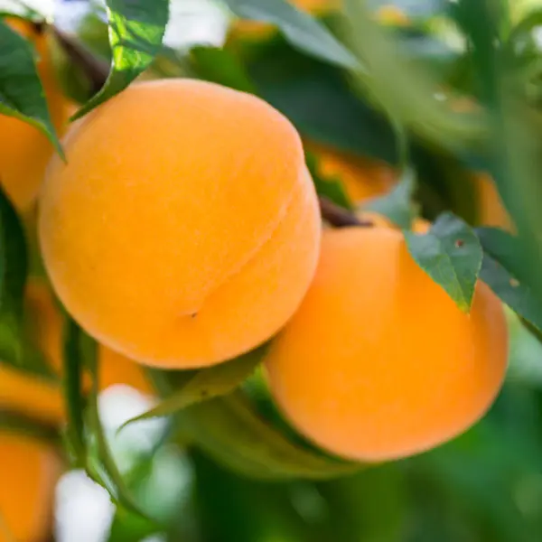 Peach Golden Queen Peach Golden Queen