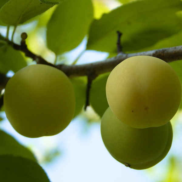 Dwarf Plum Green Gage Dwarf Plum Green Gage