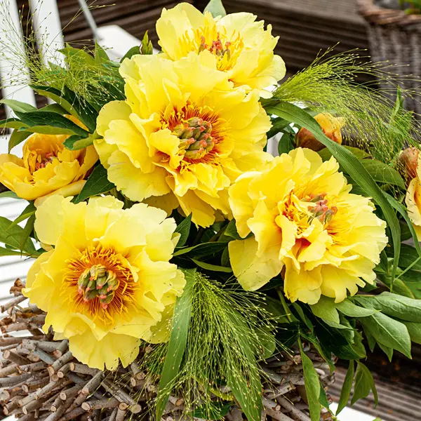 Itoh Peony Garden Treasure Itoh Peony Garden Treasure