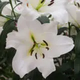 Lilium Fastrada