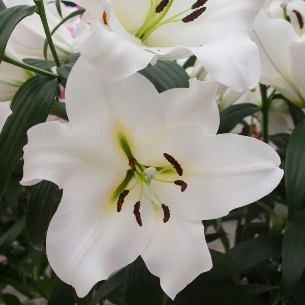 Lilium Fastrada Lilium Fastrada