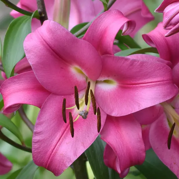 Lilium Resolute Lilium Resolute
