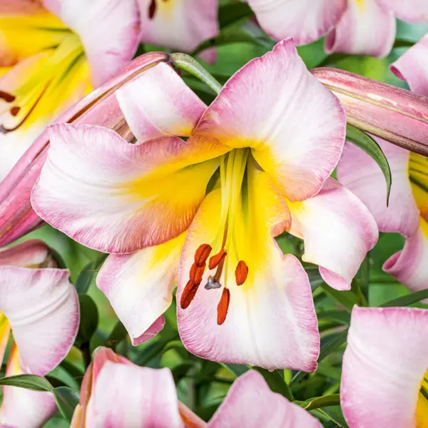 Lilium Beijing Moon Lilium Beijing Moon