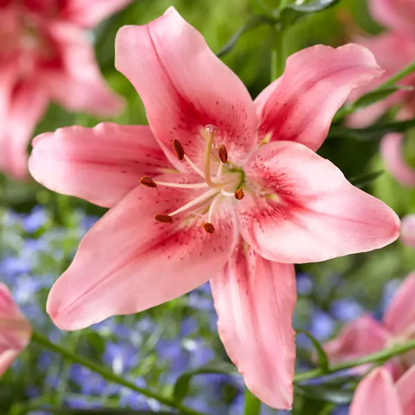 Lilium Child In Time Lilium Child In Time