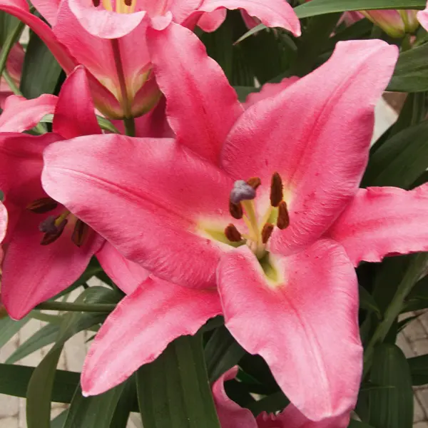 Lilium Donato