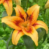 Lilium Hotel California Pklilhca - Garden Express Australia