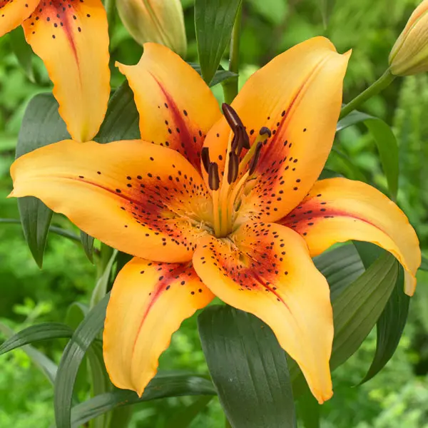 Lilium Hotel California Lilium Hotel California