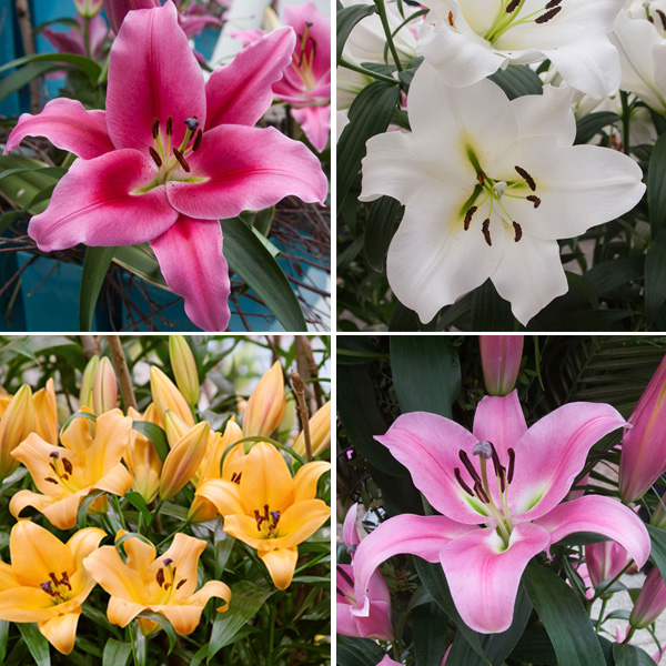 Lilium Oriental Trumpet Collection Lilium Oriental Trumpet Collection