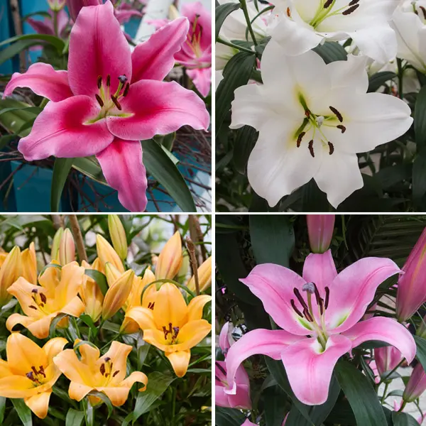 Lilium Oriental Trumpet Collection Lilium Oriental Trumpet Collection