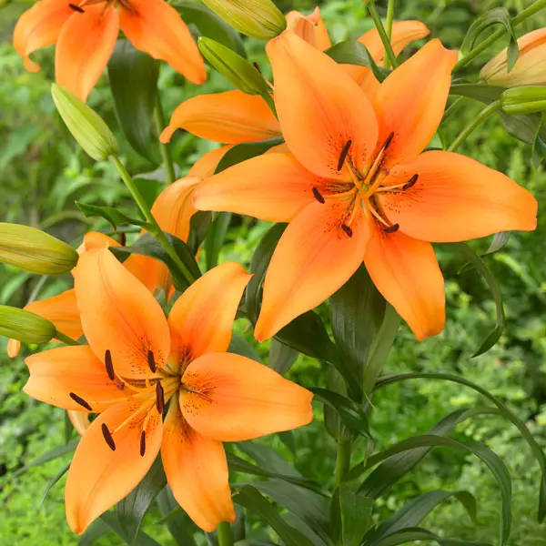 Lilium Sunset Boulevard Lilium Sunset Boulevard