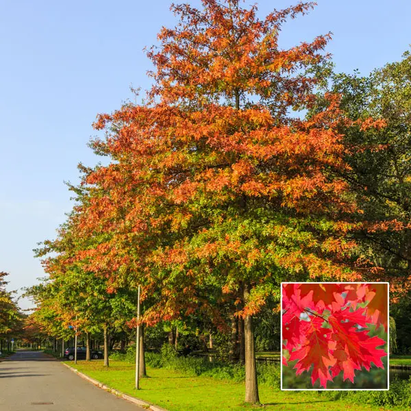 Pin Oak – Tree Pin Oak – Tree