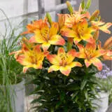 Pot Lilium Happy Memories Pklilhme - Garden Express Australia