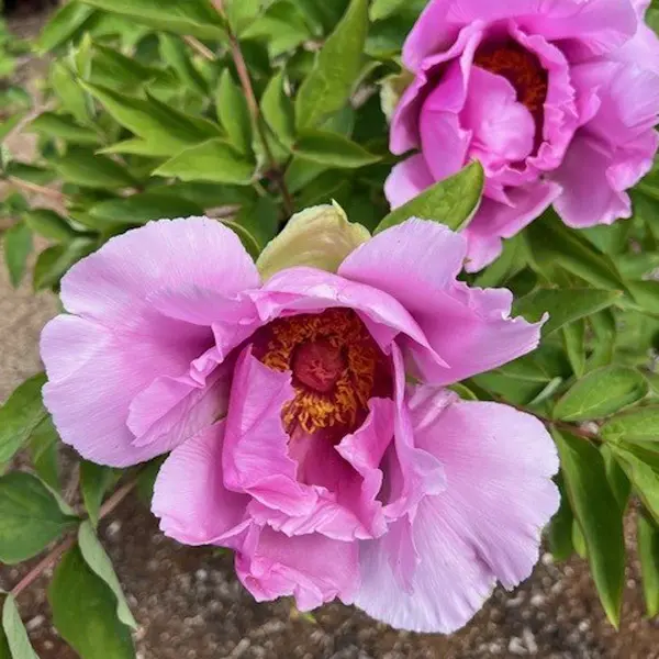 Tree Peony Princess Tree Peony Princess