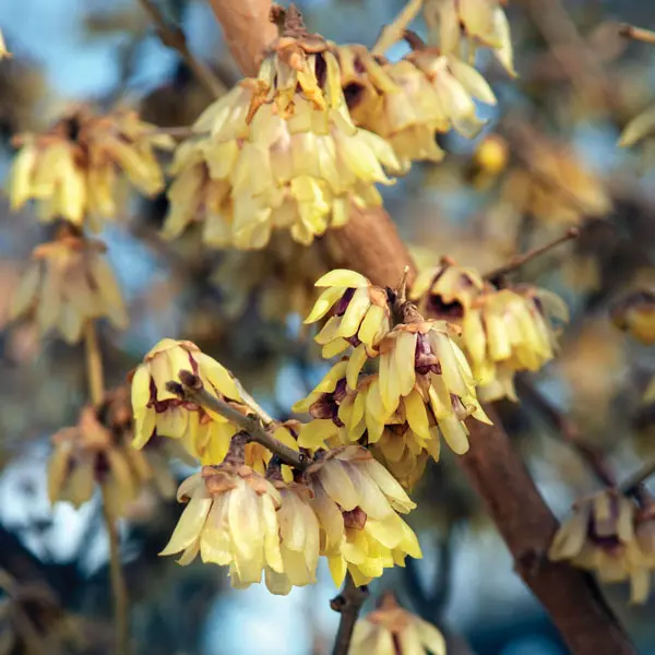 Chimonanthus Winter Sweet Chimonanthus Winter Sweet