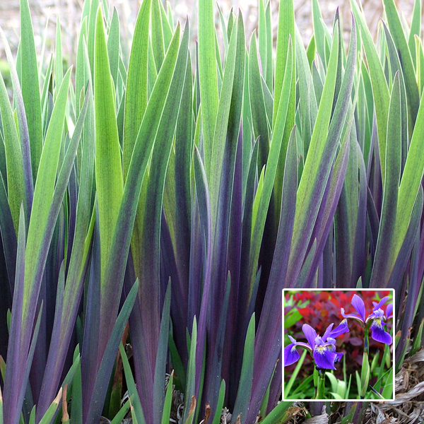 American Blue Flag Iris – Gerald Darby American Blue Flag Iris – Gerald Darby
