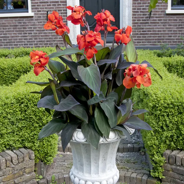 Canna Lily Cannova Bronze Orange Canna Lily Cannova Bronze Orange