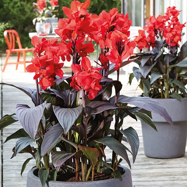 Canna Lily Cannova Bronze Scarlet Canna Lily Cannova Bronze Scarlet