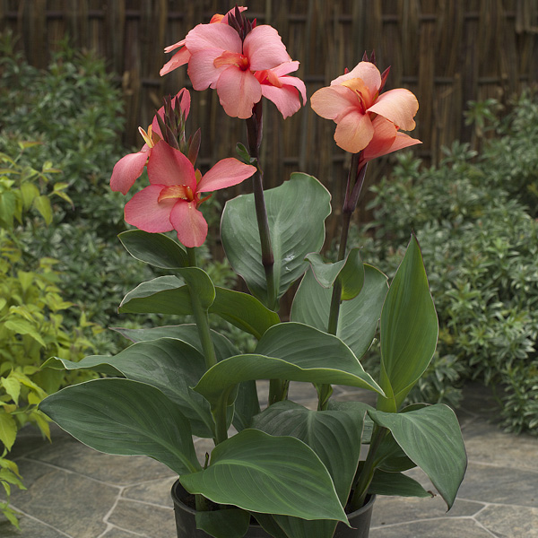 Planting Stock Canna Lily Cannova Mango Planting Stock Canna Lily Cannova Mango