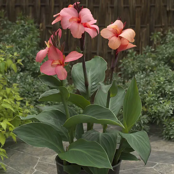 Planting Stock Canna Lily Cannova Mango Planting Stock Canna Lily Cannova Mango